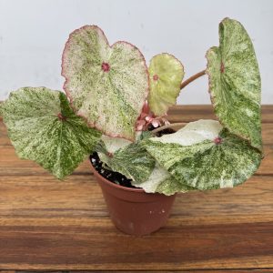 Begonia Rouge Variegata