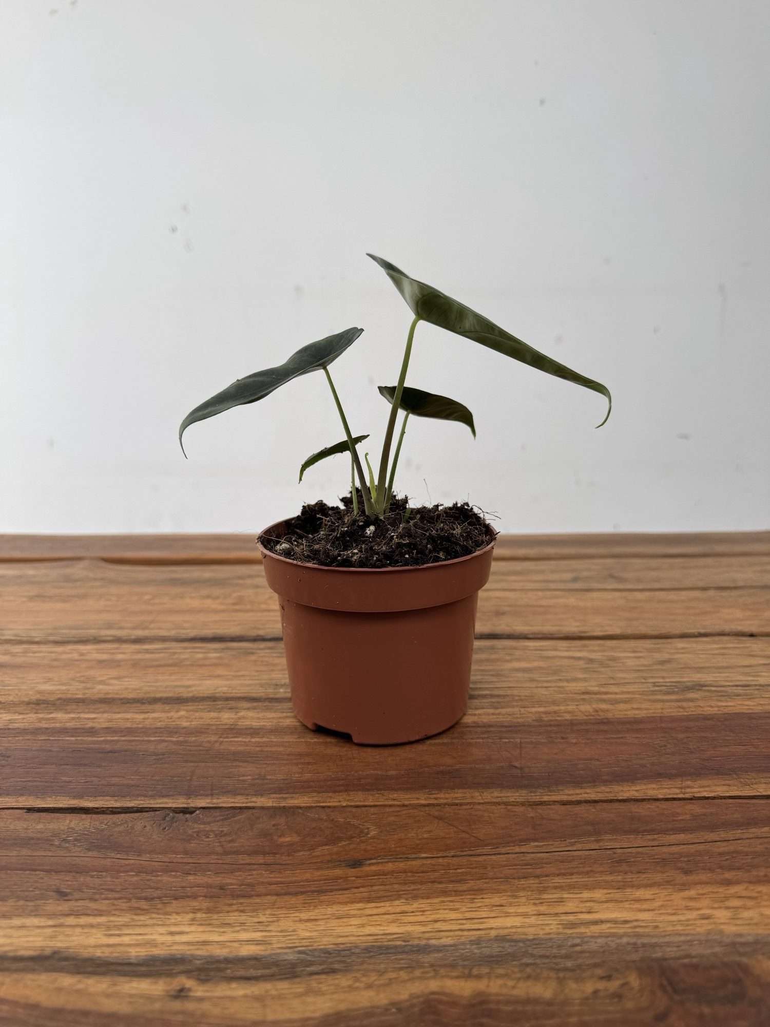 Alocasia Venusta - Image 2
