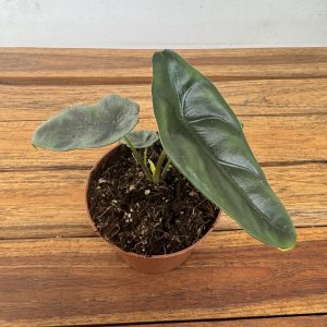 Alocasia Venusta