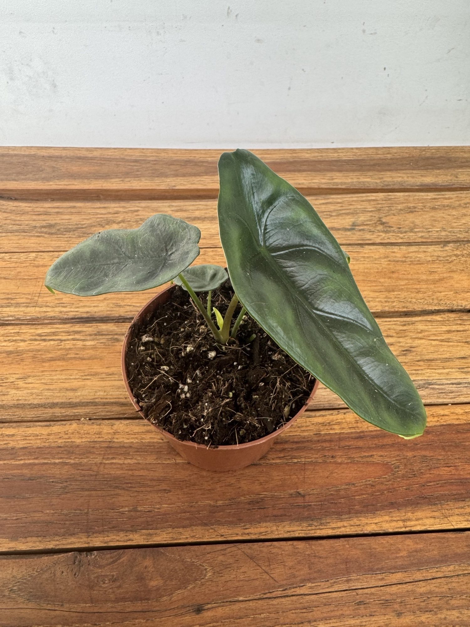 Alocasia Venusta