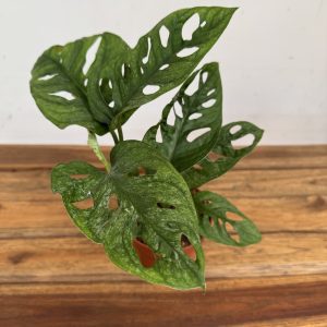 Monstera Adansonii Mint