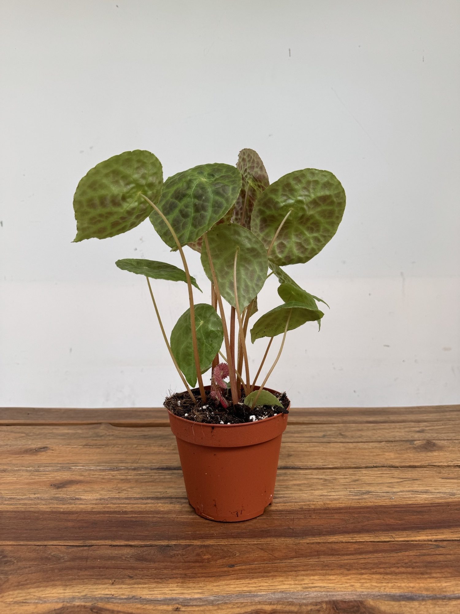 Begonia Puthoensis - Image 3