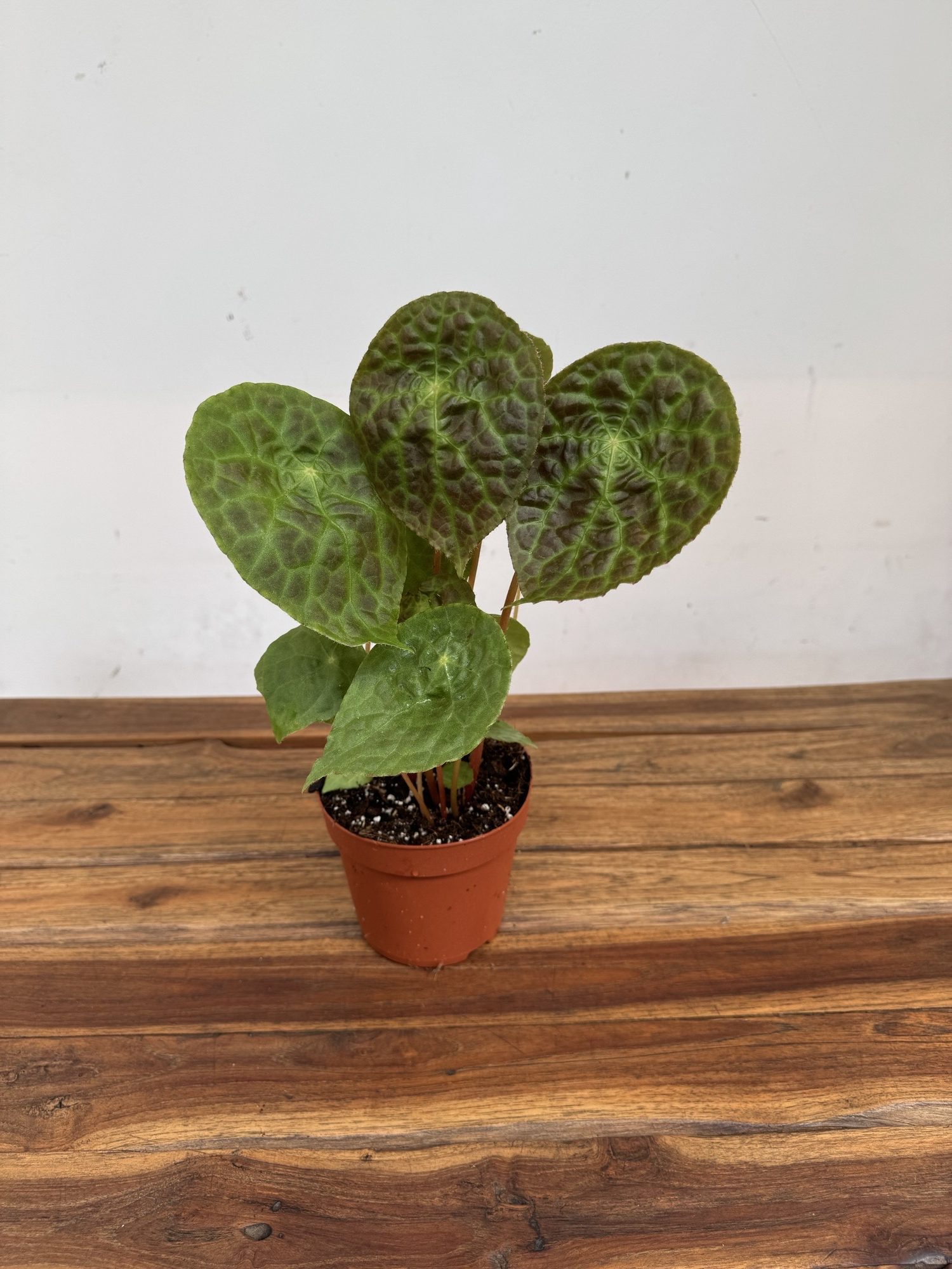 Begonia Puthoensis - Image 2