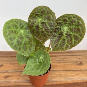Begonia Puthoensis