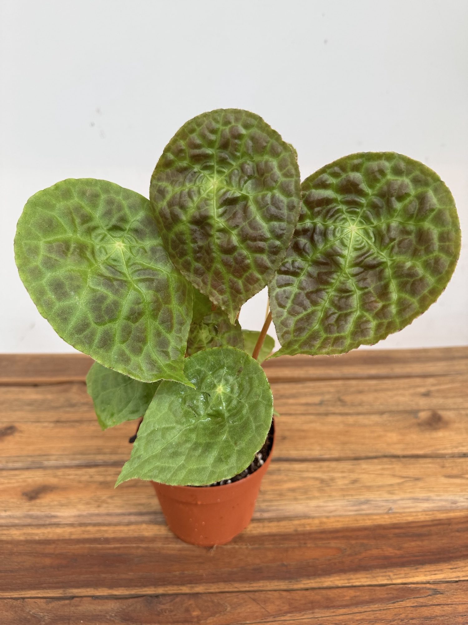 Begonia Puthoensis