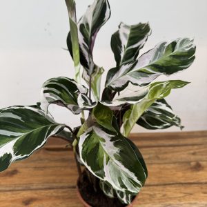 Calathea Stella Rhythm Of Nature