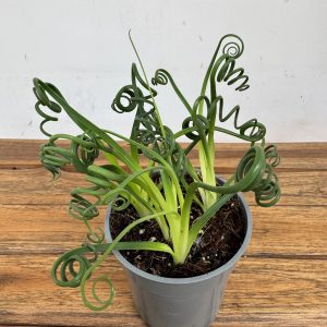 Albuca Spiralis Frizzle Sizzle