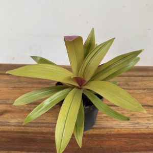 Tradescantia Spathacea Sittara Gold
