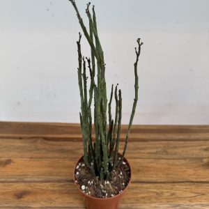 Euphorbia Platyclada V.Erecta