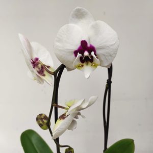 Phalaenopsis Cascade - 1 Haste