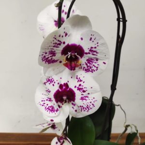 Phalaenopsis Cascade - 1 Haste