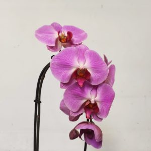 Phalaenopsis Cascade - 1 Haste