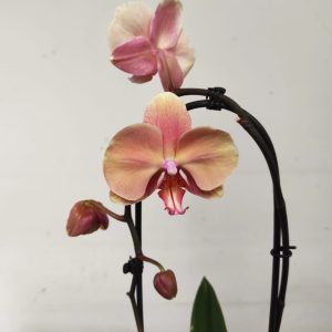 Phalaenopsis Cascade - 1 Haste