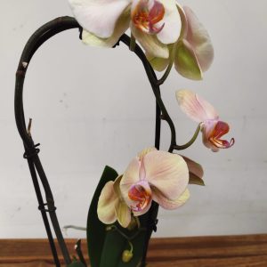 Phalaenopsis Cascade - 1 Haste