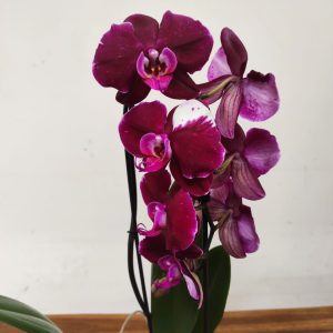 Phalaenopsis Cascade - 1 Haste
