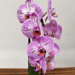 Phalaenopsis Cascade - 1 Haste