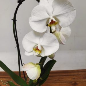 Phalaenopsis Cascade - 1 Haste