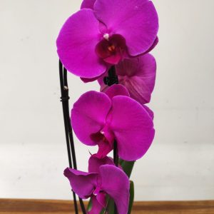 Phalaenopsis Cascade - 1 Haste