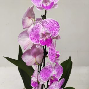 Phalaenopsis Cascade - 1 Haste