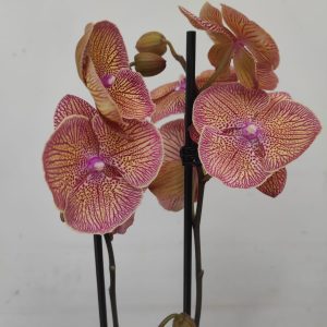 Phalaenopsis - 2 Hastes