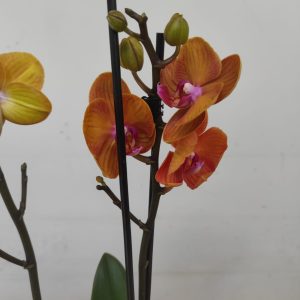 Phalaenopsis - 2 Hastes