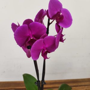 Phalaenopsis - 2 Hastes