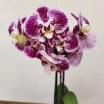 Phalaenopsis - 2 Hastes