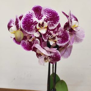 Phalaenopsis - 2 Hastes