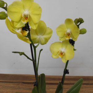 Phalaenopsis - 2 Hastes