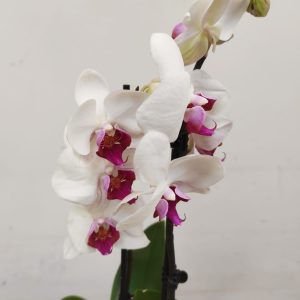 Phalaenopsis - 2 Hastes