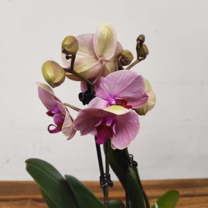 Phalaenopsis - 2 Hastes