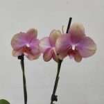 Phalaenopsis - 2 Hastes
