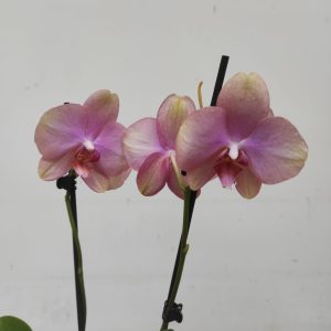Phalaenopsis - 2 Hastes