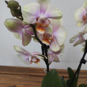 Phalaenopsis - 2 Hastes