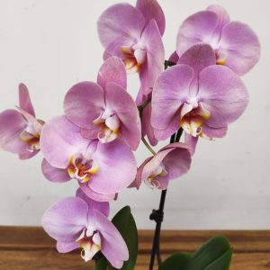 Phalaenopsis - 2 Hastes