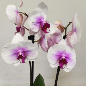 Phalaenopsis - 2 Hastes