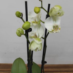 Phalaenopsis - 2 Hastes
