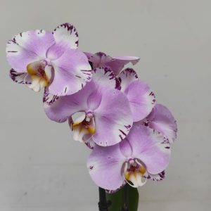 Phalaenopsis - 2 Hastes