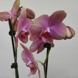 Phalaenopsis - 2 Hastes