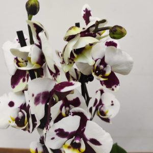 Phalaenopsis - 2 Hastes