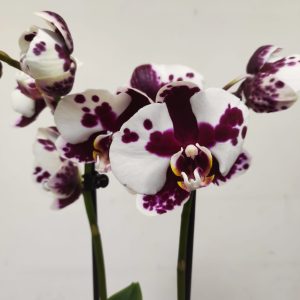 Phalaenopsis - 2 Hastes