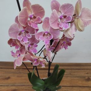 Phalaenopsis - 2 Hastes