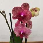 Phalaenopsis - 2 Hastes
