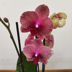 Phalaenopsis - 2 Hastes