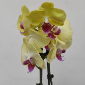 Phalaenopsis - 2 Hastes