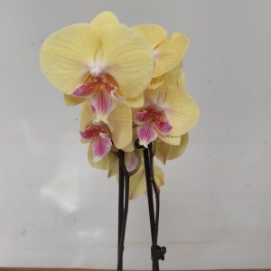 Phalaenopsis - 2 Hastes