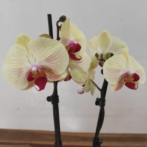 Phalaenopsis - 2 Hastes