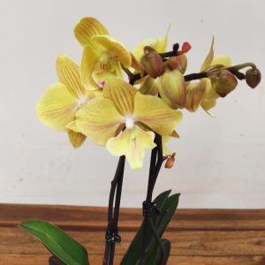 Phalaenopsis - 2 Hastes