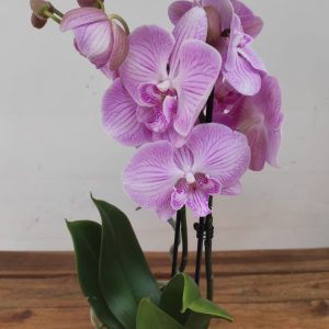 Phalaenopsis - 2 Hastes
