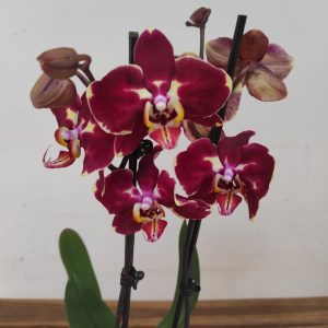 Phalaenopsis - 2 Hastes